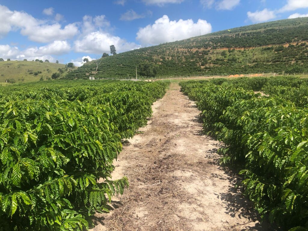 Secretaria de Agricultura realiza visita de campo em plantações de café e maracujá - Março de 2025